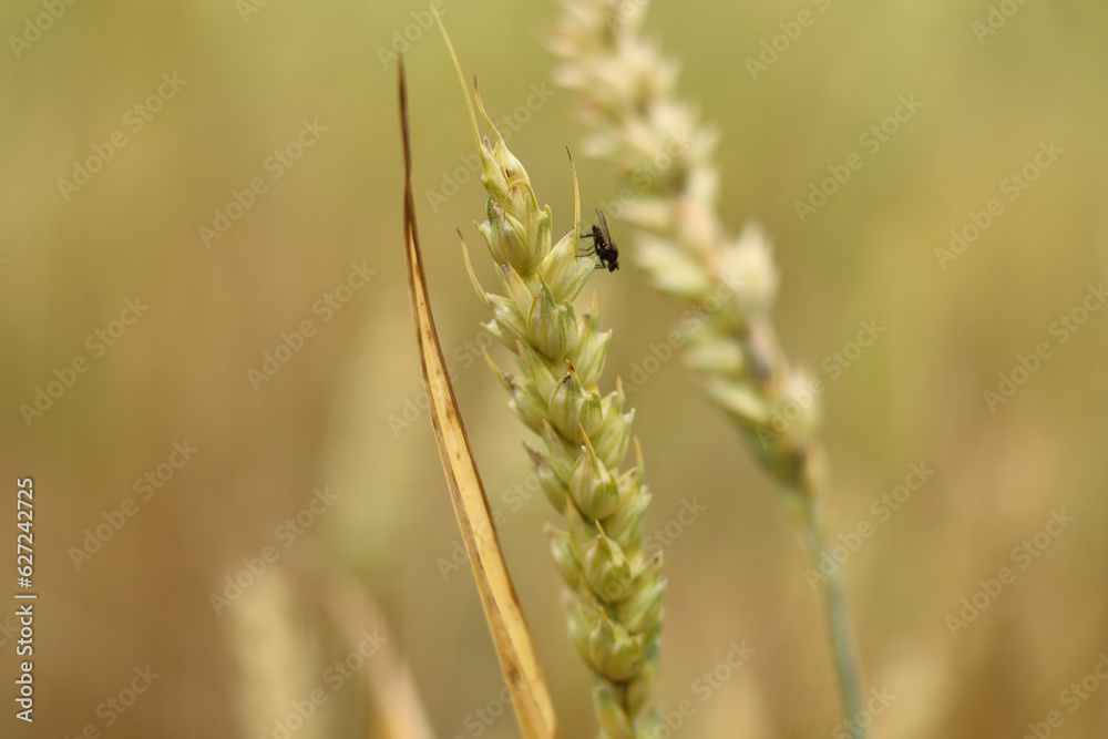 A green ear of wheat with a small fly.
