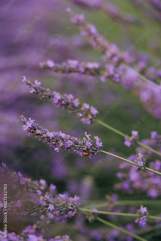 Blooming lavender with the crawling ladybug. Blooming lavender with the crawling ladybug.