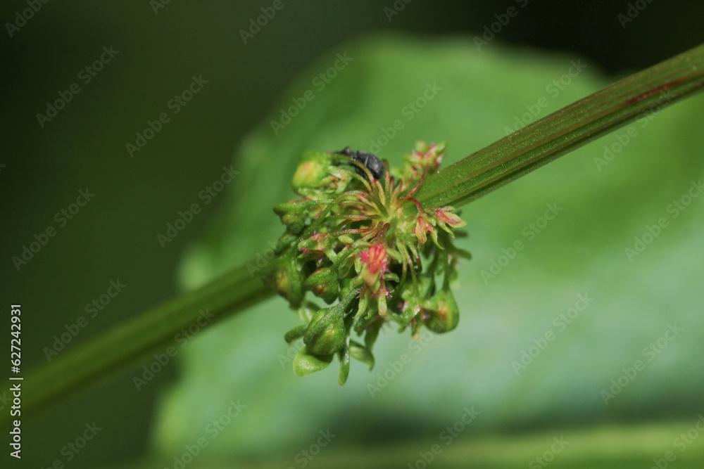 curculio glandium insect macro photo curculio glandium insect macro photo