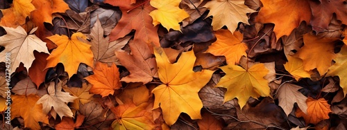 Many autumn leaves as background  top view