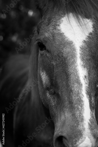 close up of horse