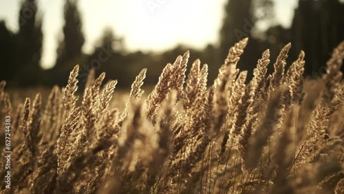 Wild grass in sunset lights. Moth flies over the grass in sunset light photo