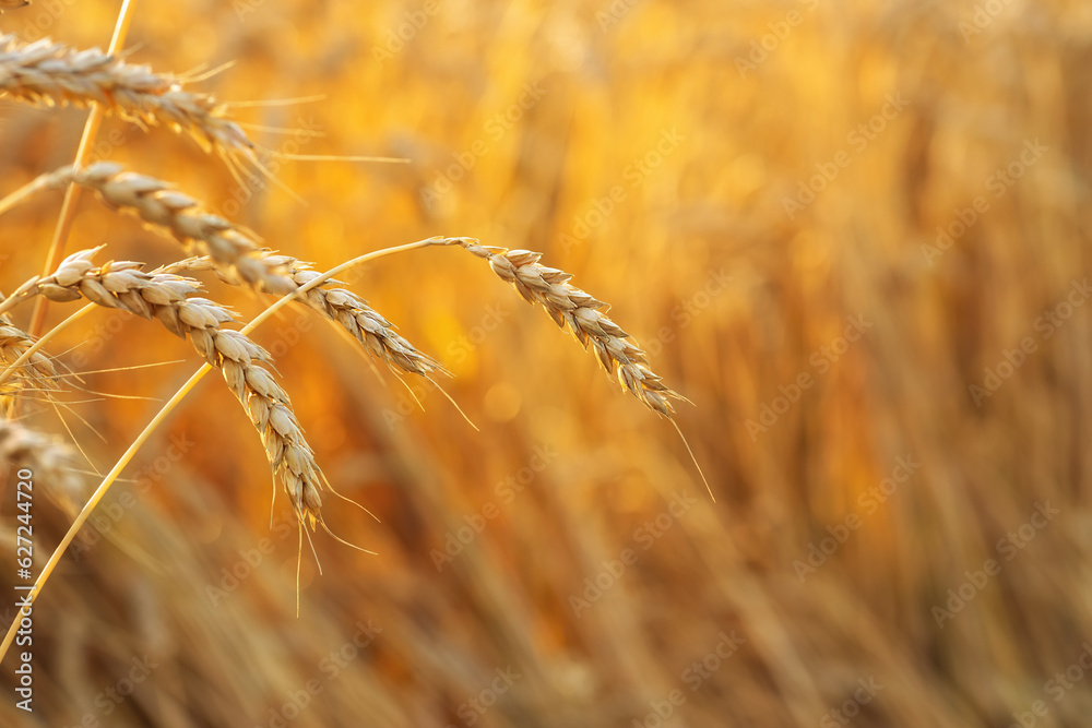 Fototapeta premium closeup ears of golden wheat with field on sunset as background