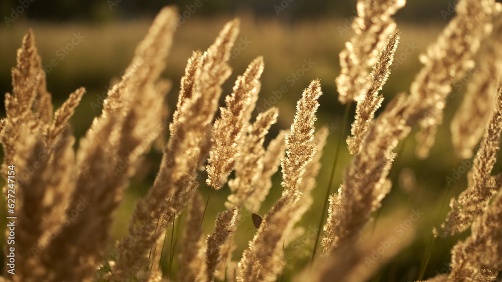 Wild grass in sunset lights