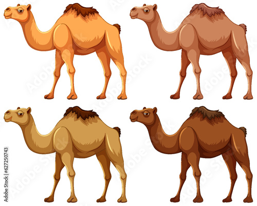 Four Camels Walking