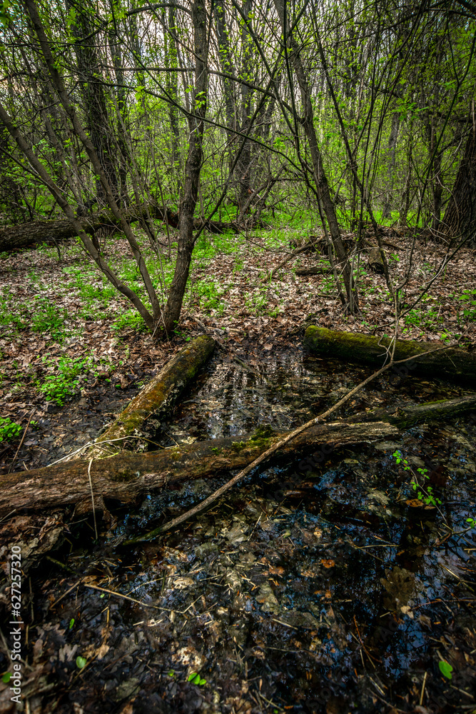 stream in the forest stream in the forest