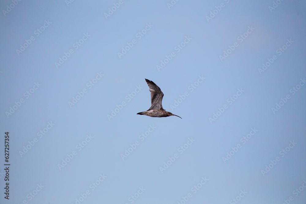 Obraz premium Eurasian Curlew (Numenius arquata) - Majestic Wader on Bull Island, Dublin