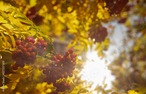 A branch of red mountain ash with clusters of berries on a background of yellow leaves. Close-up nature details. Sunny weather of the autumn season. Warm autumn calm landscape. © Наталья некрасова