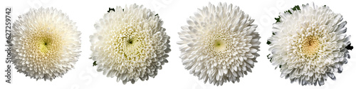 Assorted white chrysanthemum flower heads on transparent PNG background.