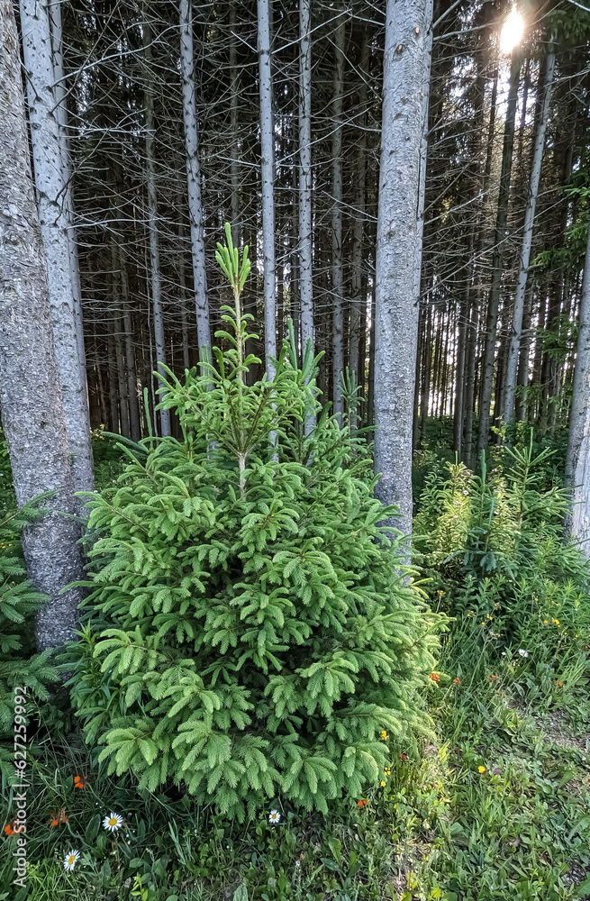 Naklejka premium pine forest in the morning