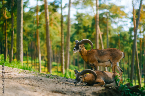 Mouflon ram on a pasture in natural environment.  photo