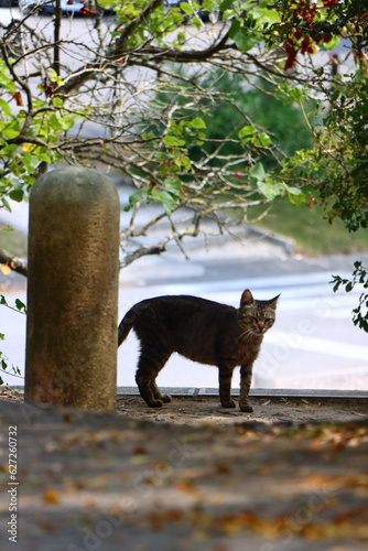 What a cute cat in the park