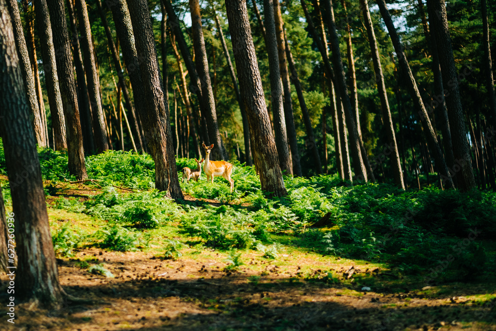 Obraz premium Red deer fallow deer majestically powerful animal in the forest. Animals in the natural forest. The wild nature landscape. Deer garden.
