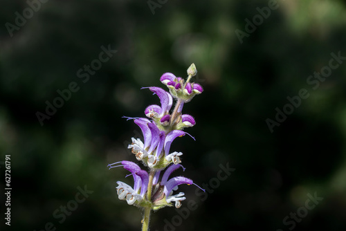 clary sage plant (Salvia sclarea)