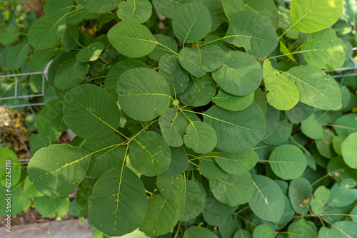 Cotinus Coggygria Leaves Texture Background, Green Garden Foliage