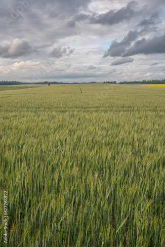 field of wheat  farm landscape and sky in midsummer in Estonia