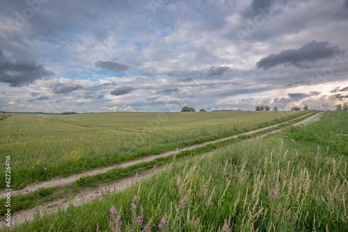 field of wheat  farm landscape and sky in midsummer in Estonia
