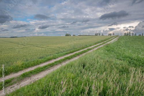 field of wheat, farm landscape and sky in midsummer in Estonia