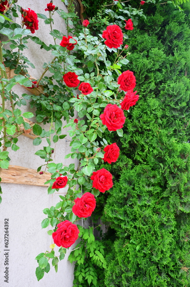 A branch of a climbing rose with red flowers on the background of the wall