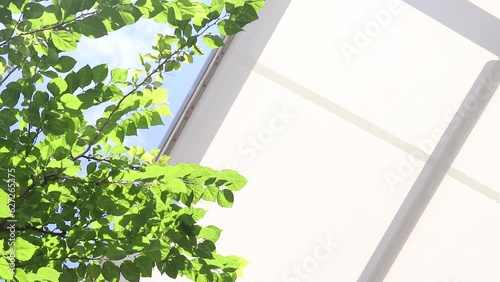 白天井・緑・青空
