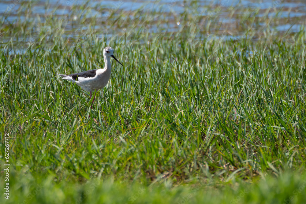 Birds grazing in long grass marsh during springtime in southern Europe Birds grazing in long grass marsh during springtime in southern Europe