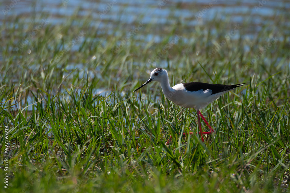 Birds grazing in long grass marsh during springtime in southern Europe Birds grazing in long grass marsh during springtime in southern Europe