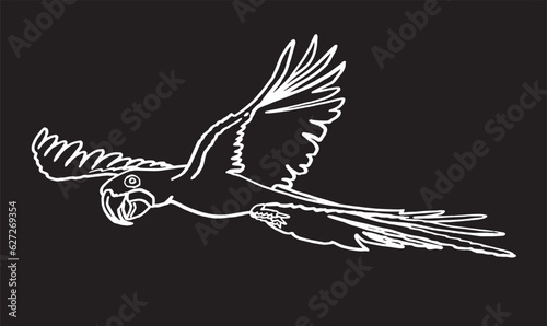 Graphical sketch of parrot on black,vector element of bird.Ink pen parrot for coloring,logo,design