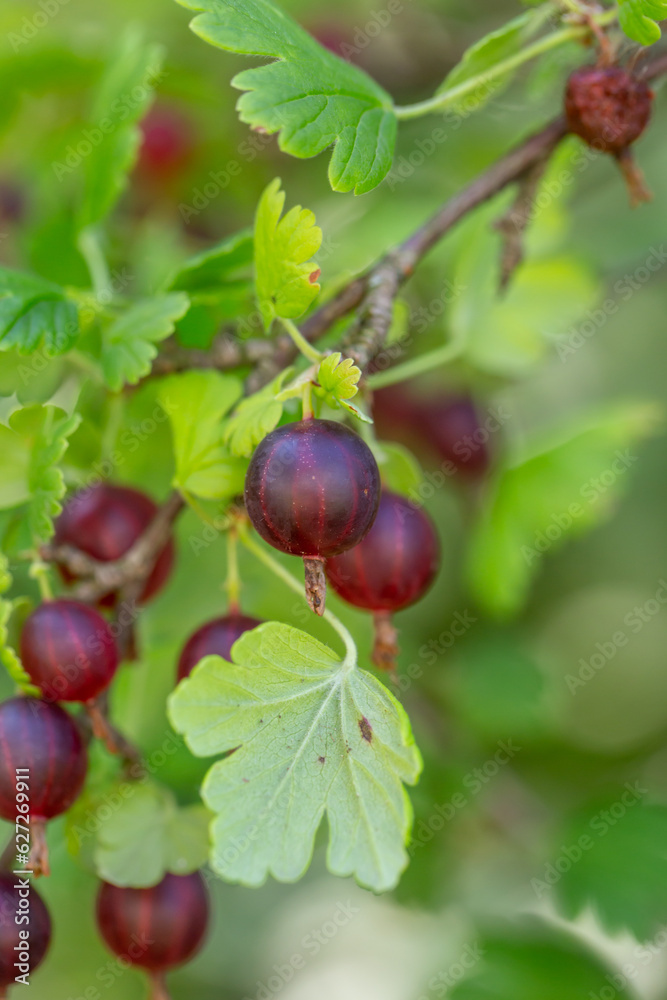 Red gooseberry berry hanging on a branch macro photography on a summer day. Ripe gooseberry close-up photo on a green background in the summer. Red gooseberry berry hanging on a branch macro photography on a summer day. Ripe gooseberry close-up photo on a green background in the summer.