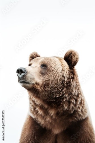 Bear on white background. space for text