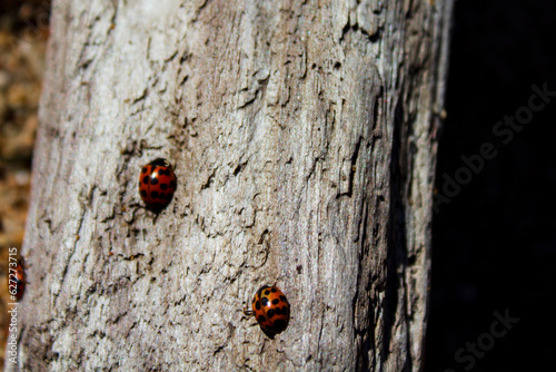 Lady bugs and old weathered log on the beach