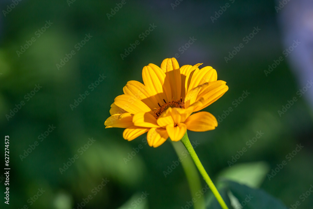 Blooming false sunflower on a green background on a summer sunny day macro photography. Garden rough oxeye flower with yellow petals in summertime, close-up photo. Orange heliopsis floral background. Blooming false sunflower on a green background on a summer sunny day macro photography. Garden rough oxeye flower with yellow petals in summertime, close-up photo. Orange heliopsis floral background.