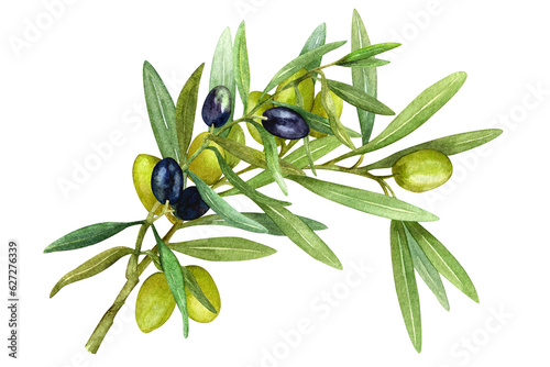 Hand drawn watercolor, Ripe black olives with olive leaves on a white background. Organic food. Separate elements for the design of postcards, packaging and paper.
