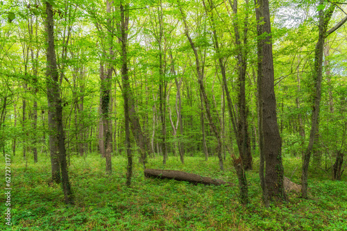 Fototapeta Naklejka Na Ścianę i Meble -  Bright green summer forest landscape
