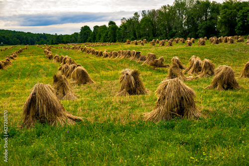 Amish Hay Stack Piles Dry in a field in NYS.  Hand-stacked Amish Hay Shocks dry in the sun.  Amish Threshing and Stacking of Hay is unique to their way of life here in Upstate NY.