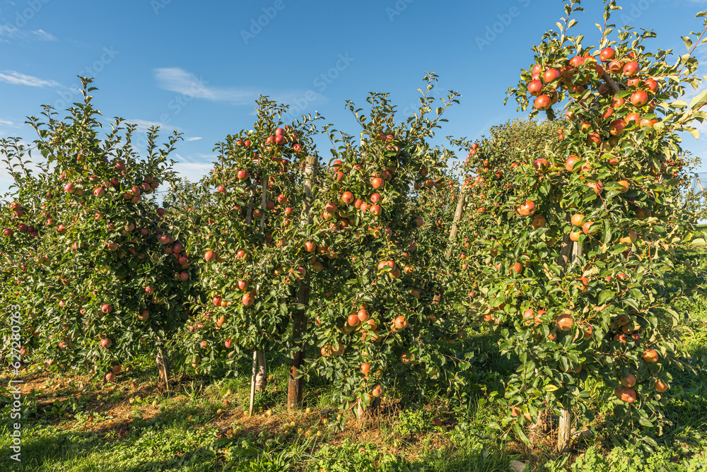 Apple trees with ripe, red apples ready for harvesting, Hagnau am Bodensee, Lake Constance district, Baden-Wuerttemberg, Germany Apple trees with ripe, red apples ready for harvesting, Hagnau am Bodensee, Lake Constance district, Baden-Wuerttemberg, Germany