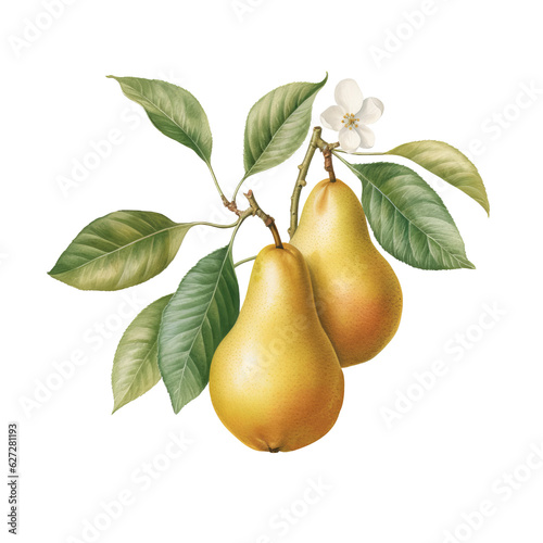 Branch with pears in retro style illustration, PNG. Generative AI