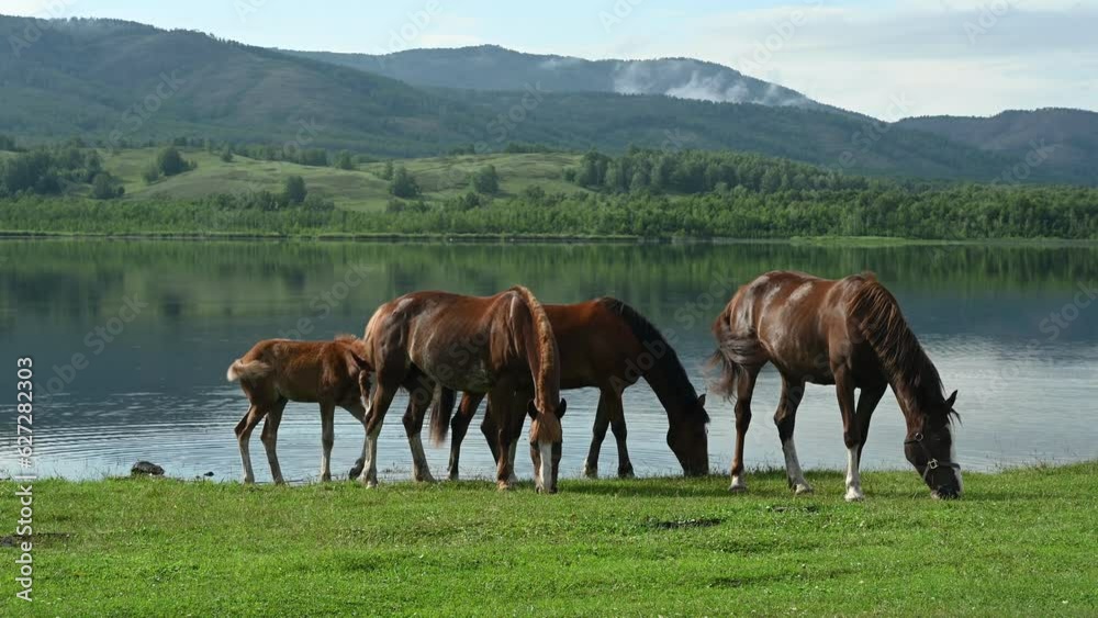 Beautiful brown horses on a meadow near lake. Horses and mountains on background. Nature of Bashkortostan Republic Beautiful brown horses on a meadow near lake. Horses and mountains on background. Nature of Bashkortostan Republic