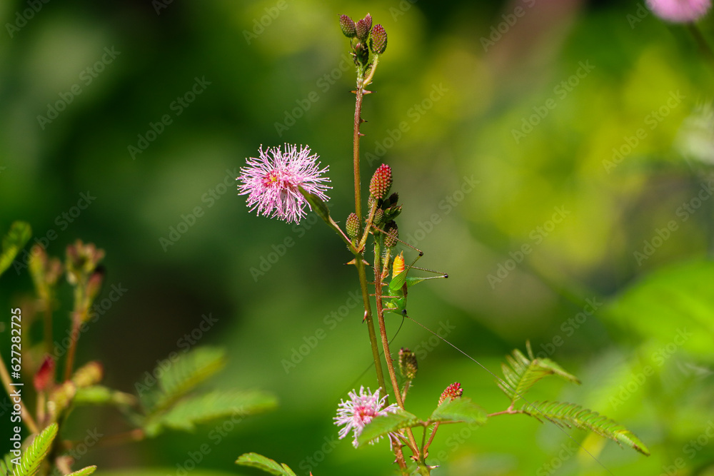 Grasshopper on a flower Grasshopper on a flower