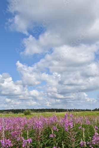 A field in bloom on a summer day, Sainte-Apolline, Québec, Canada