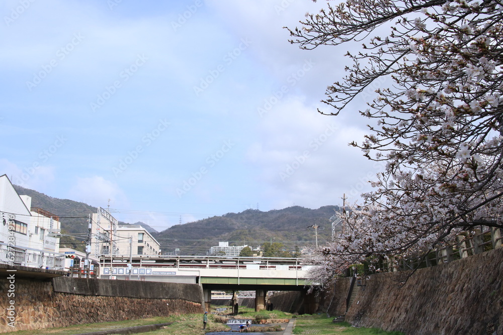 阪急電鉄芦屋川駅(兵庫県芦屋市)近くに咲く桜の花