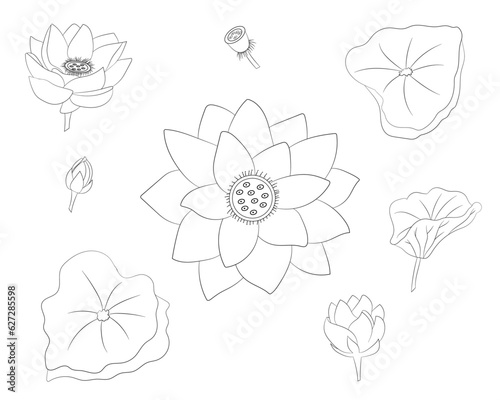 La flor de loto