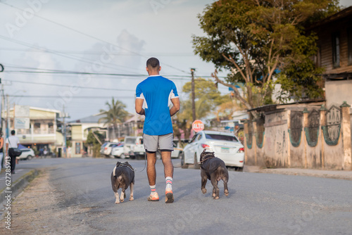 Bilde på lerret Back side of a man walking two vicious dogs on the road in the city of Bocas Del Toro in Panama on a hot summer day