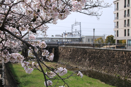 芦屋川(兵庫県芦屋市)の川辺に咲く満開の桜の花 © Hiro