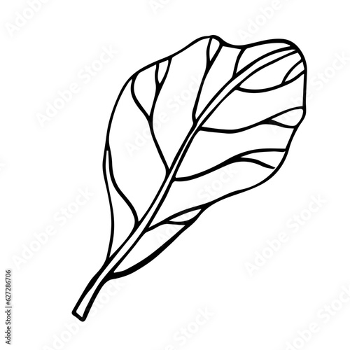 The Fiddle Leaf Fig. Doodle illustration of leaf of indoor plant. Line art. Design element