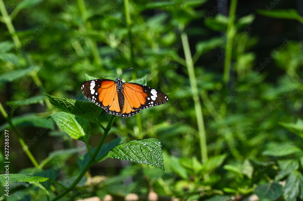 Monarch Butterfly in the garden. Monarch Butterfly in the garden.