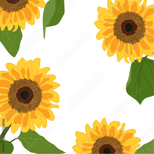 Summer background with large yellow sunflower flowers with green leaves on a white background. Vector illustration in cartoon flat style for postcard Hello autumn, sale, harvest festival, design natur