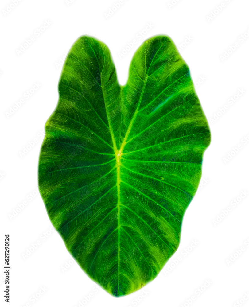 Obraz premium Green leaf heart shape isolated transparent background, bon leave cut-out 