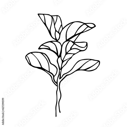 The Fiddle Leaf Fig. Doodle illustration of a house plant. Line art. Design element