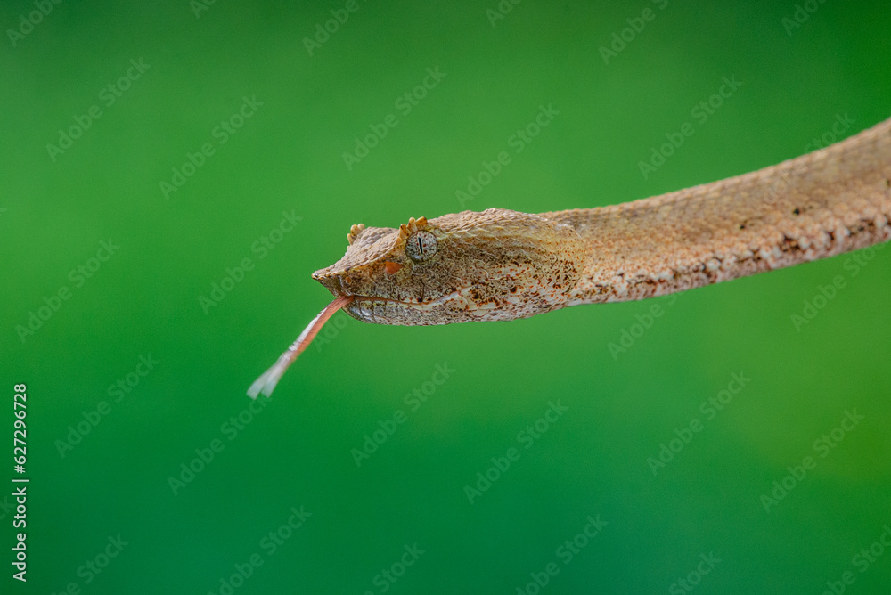 Brongersma's pit viper snake Trimeresurus or Craspedocephalus brongersmai, native to Mentawai islands, natural bokeh background Brongersma's pit viper snake Trimeresurus or Craspedocephalus brongersmai, native to Mentawai islands, natural bokeh background