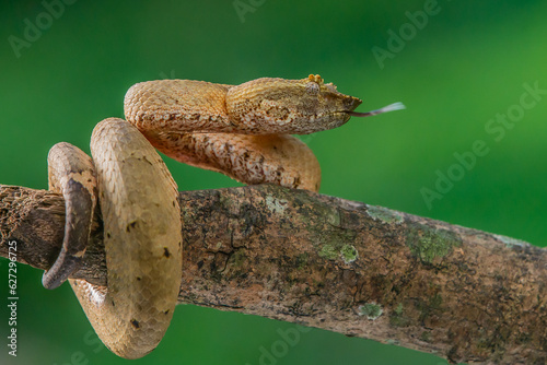 Brongersma's pit viper snake Trimeresurus or Craspedocephalus brongersmai, native to Mentawai islands, natural bokeh background photo